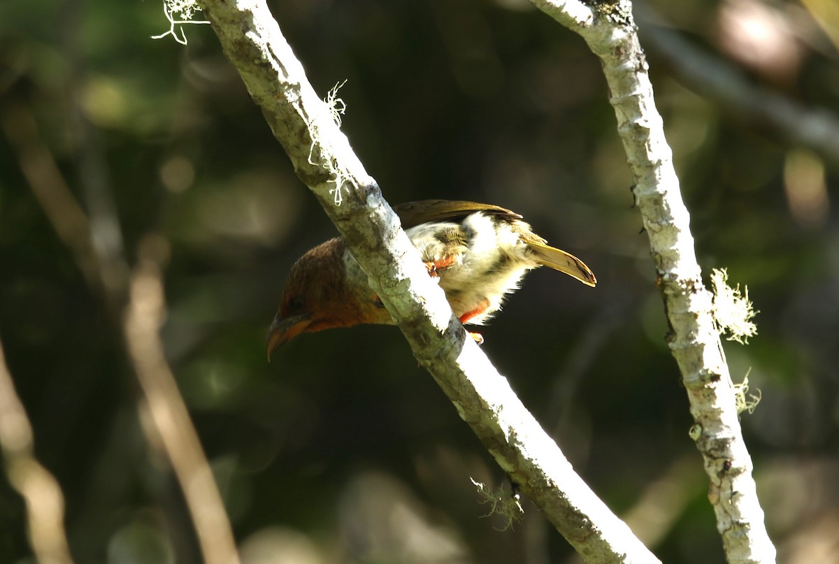 Brown Barbet - ML621712319