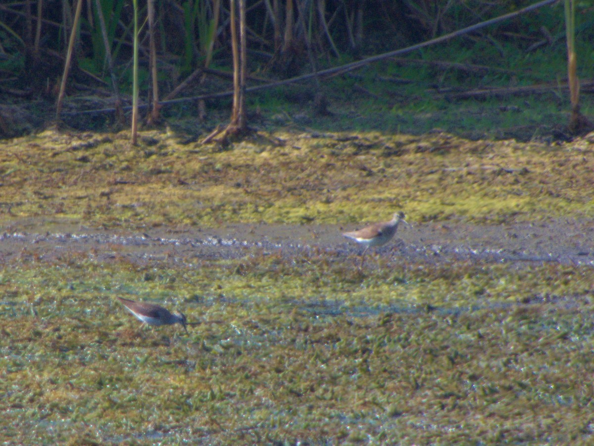 Solitary Sandpiper - ML621712342