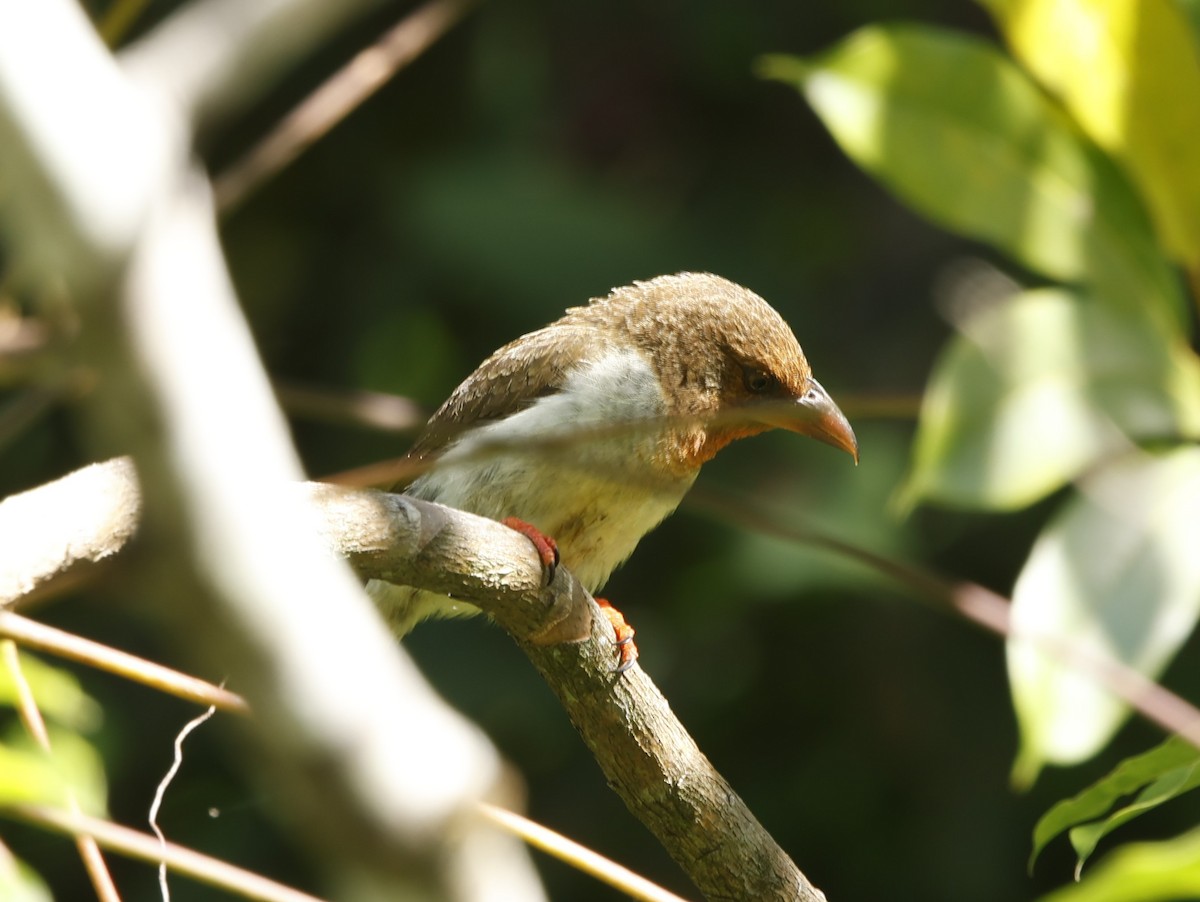 Brown Barbet - ML621712354