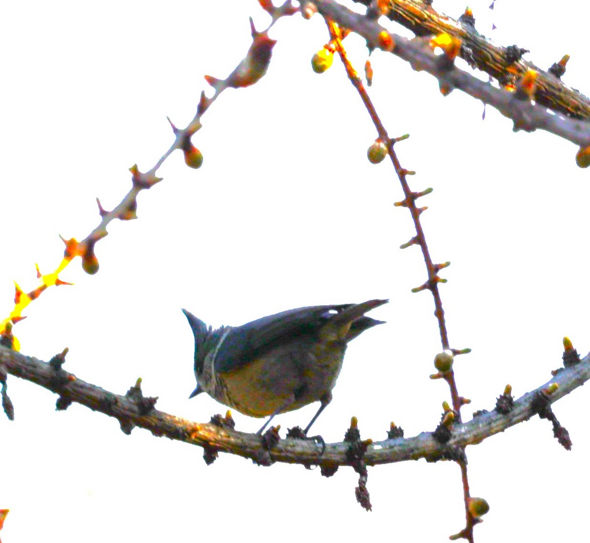 Gray-crested Tit - ML621712419