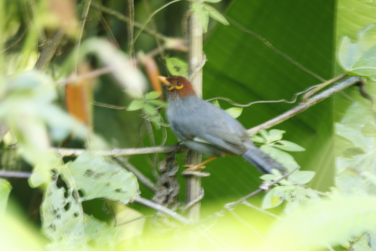 Chestnut-hooded Laughingthrush - ML621712431