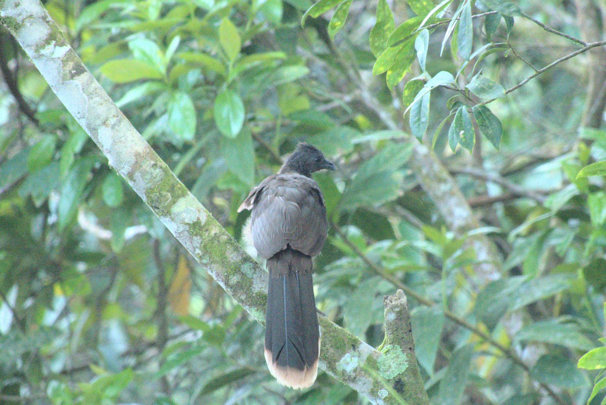 Gray-headed Chachalaca - ML621712595