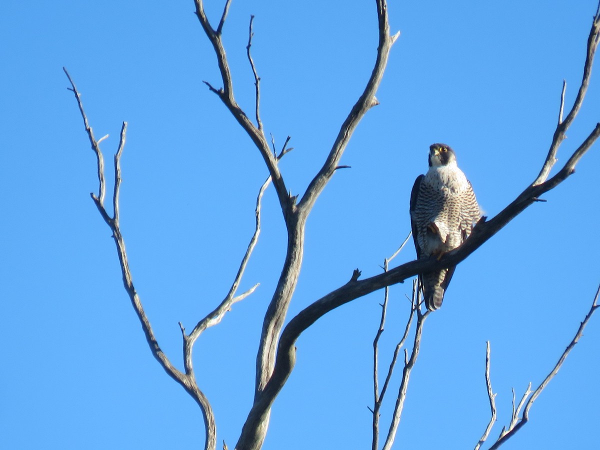 Peregrine Falcon (African) - ML621712603