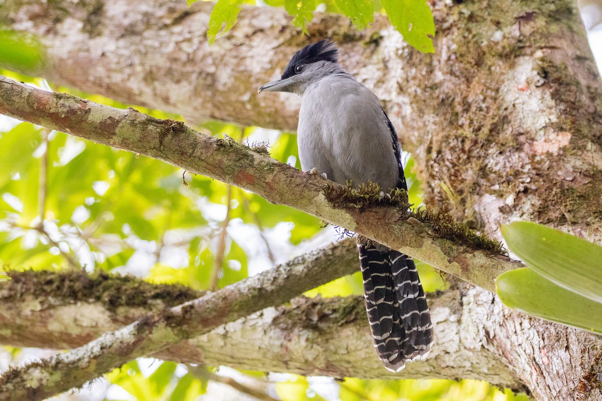 Giant Antshrike - Neil Hayward