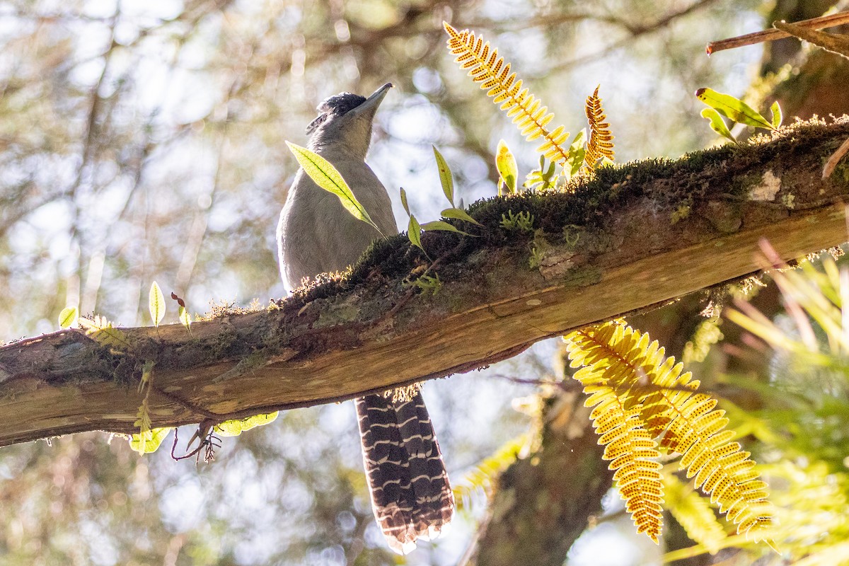 Giant Antshrike - ML621712627