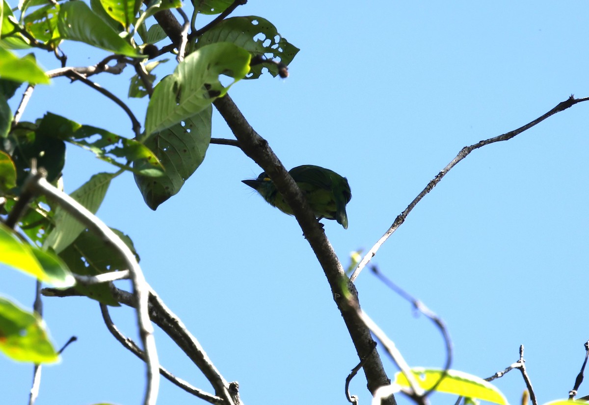 Bornean Barbet - ML621712644