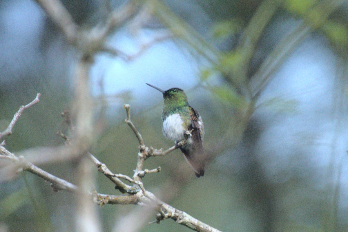 Snowy-bellied Hummingbird - ML621712648