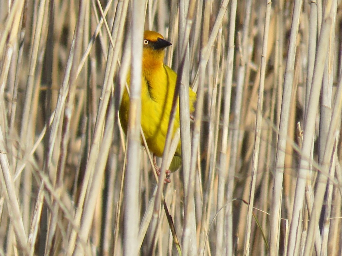 Cape Weaver - ML621712680