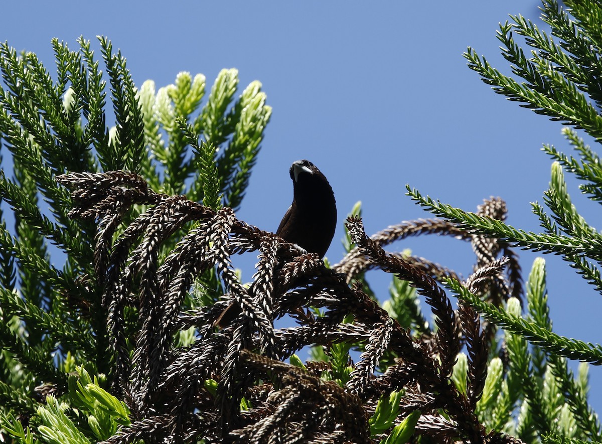 Dusky Munia - ML621712688