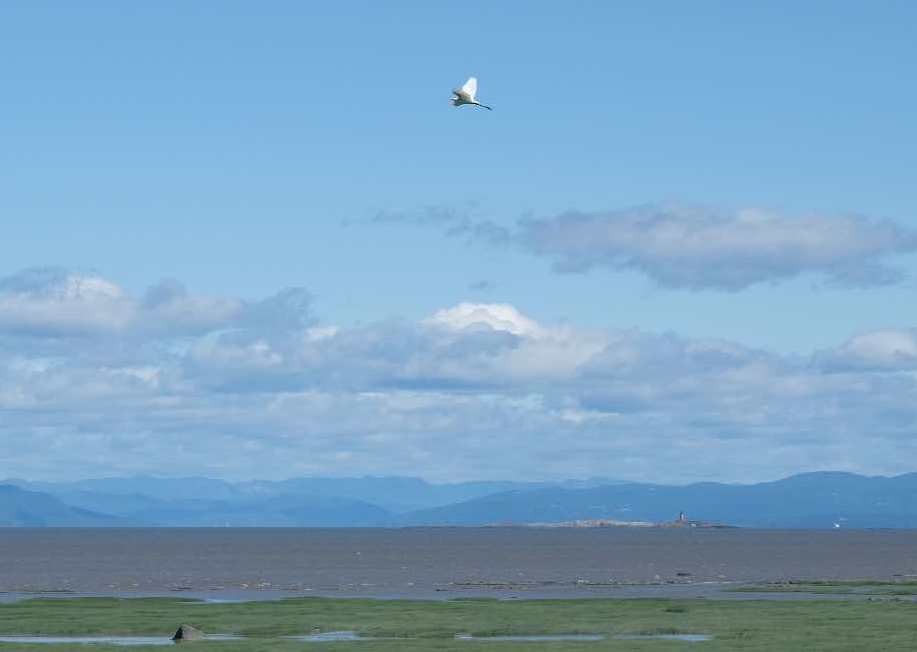 Great Egret - ML621712741