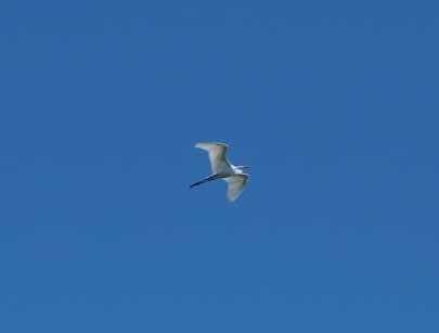 Great Egret - ML621712760