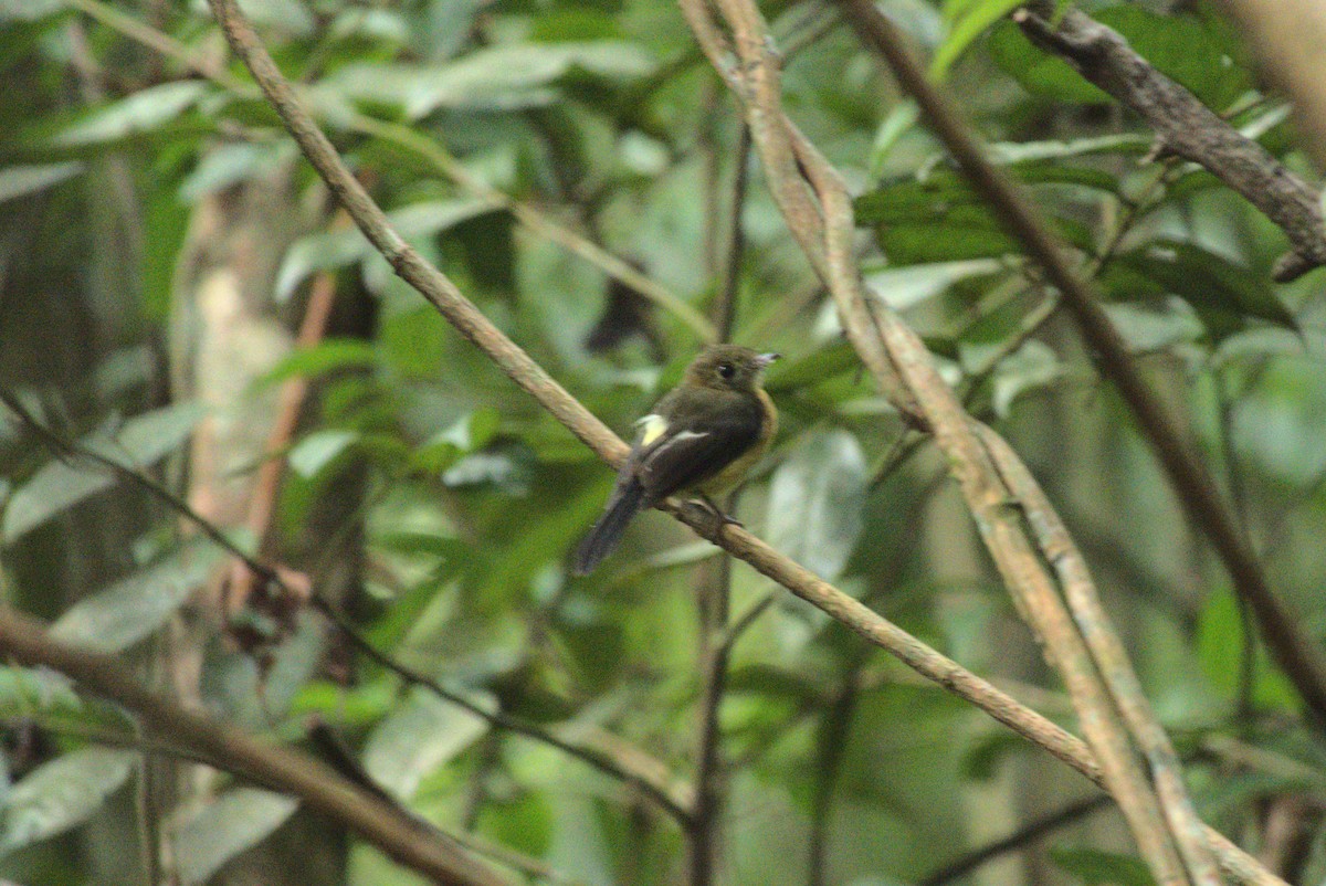 Sulphur-rumped Flycatcher - ML621712803