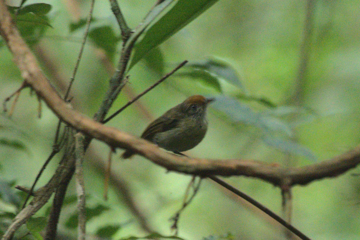 Tawny-crowned Greenlet - ML621712814