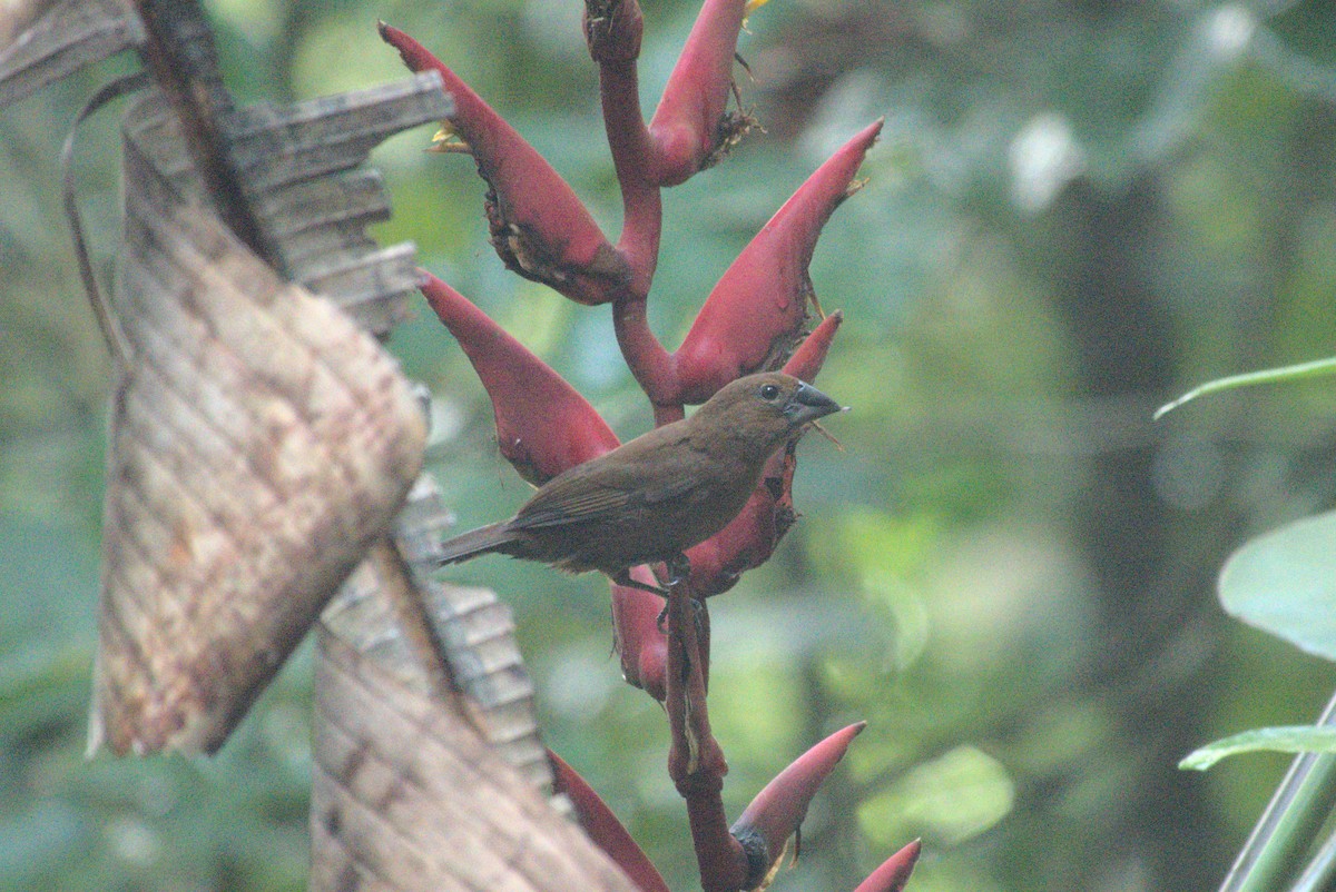 Blue-black Grosbeak - ML621712835