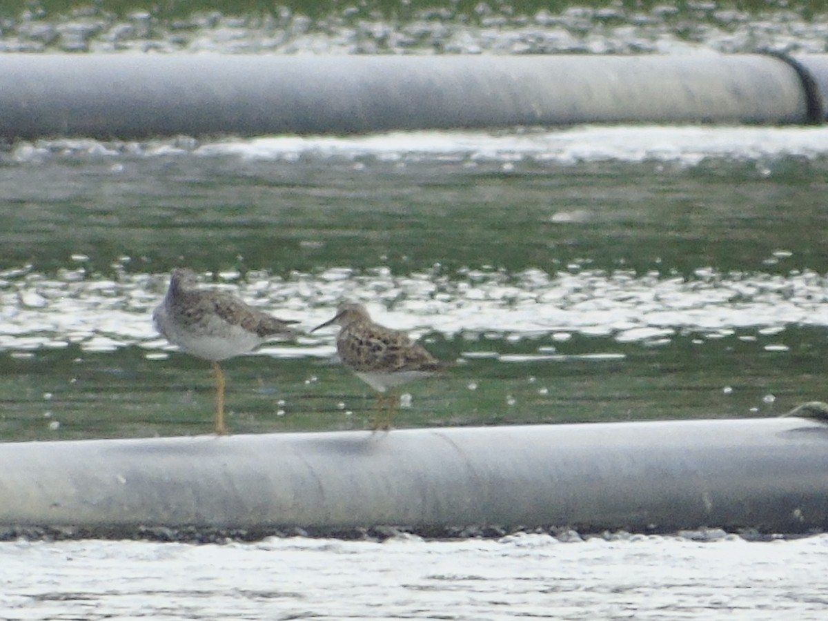 Pectoral Sandpiper - ML621712959