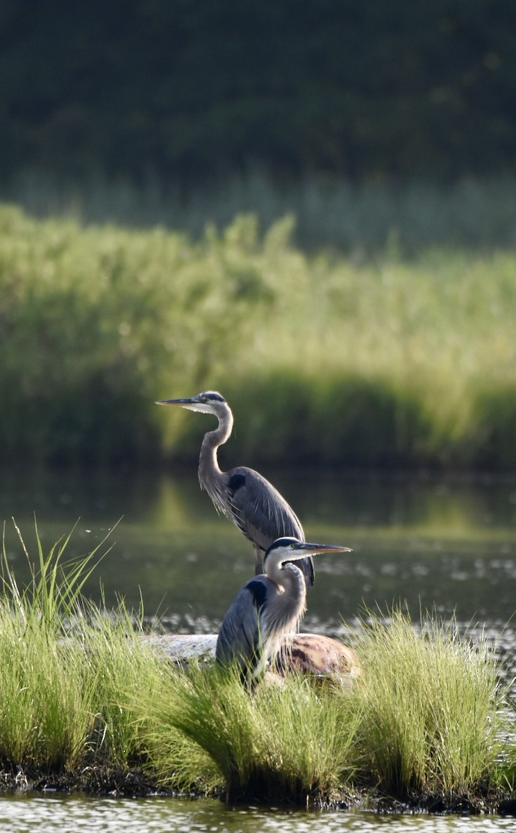 Great Blue Heron - ML621712975