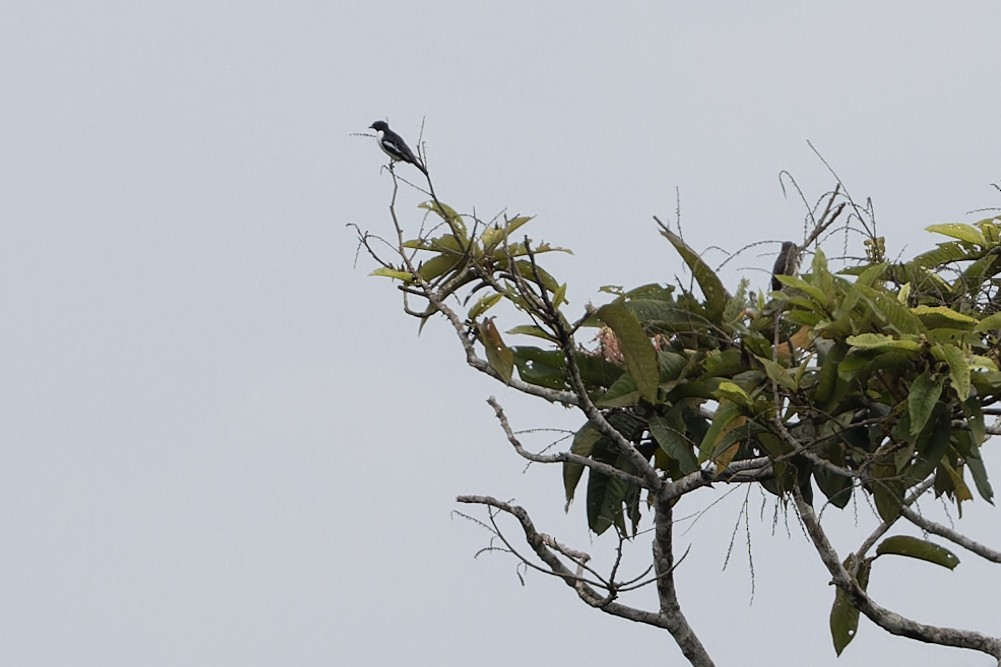 Purple-throated Cotinga - ML621712977