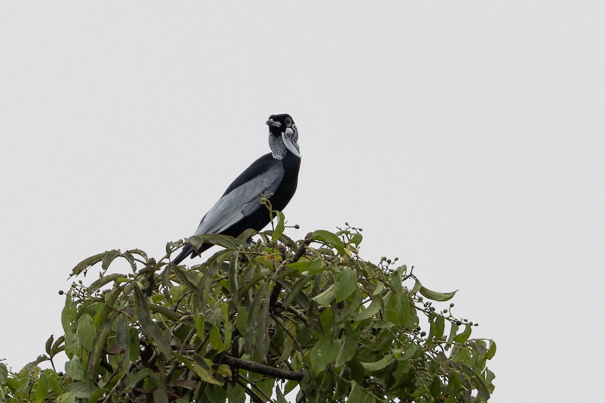 Bare-necked Fruitcrow - ML621713020