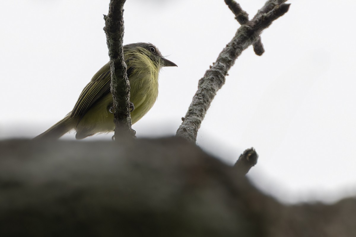 Gray-crowned Flatbill - Michael Todd