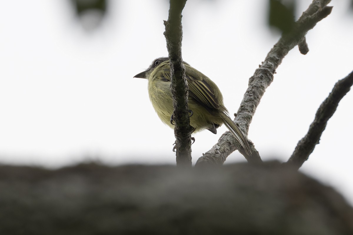 Gray-crowned Flatbill - ML621713033