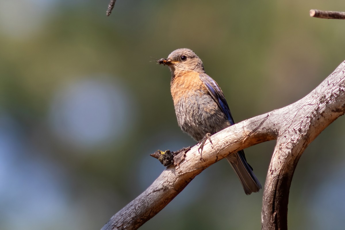 Western Bluebird - ML621713039