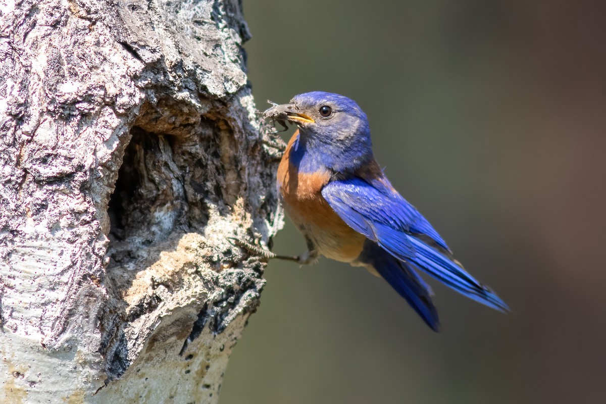 Western Bluebird - ML621713040