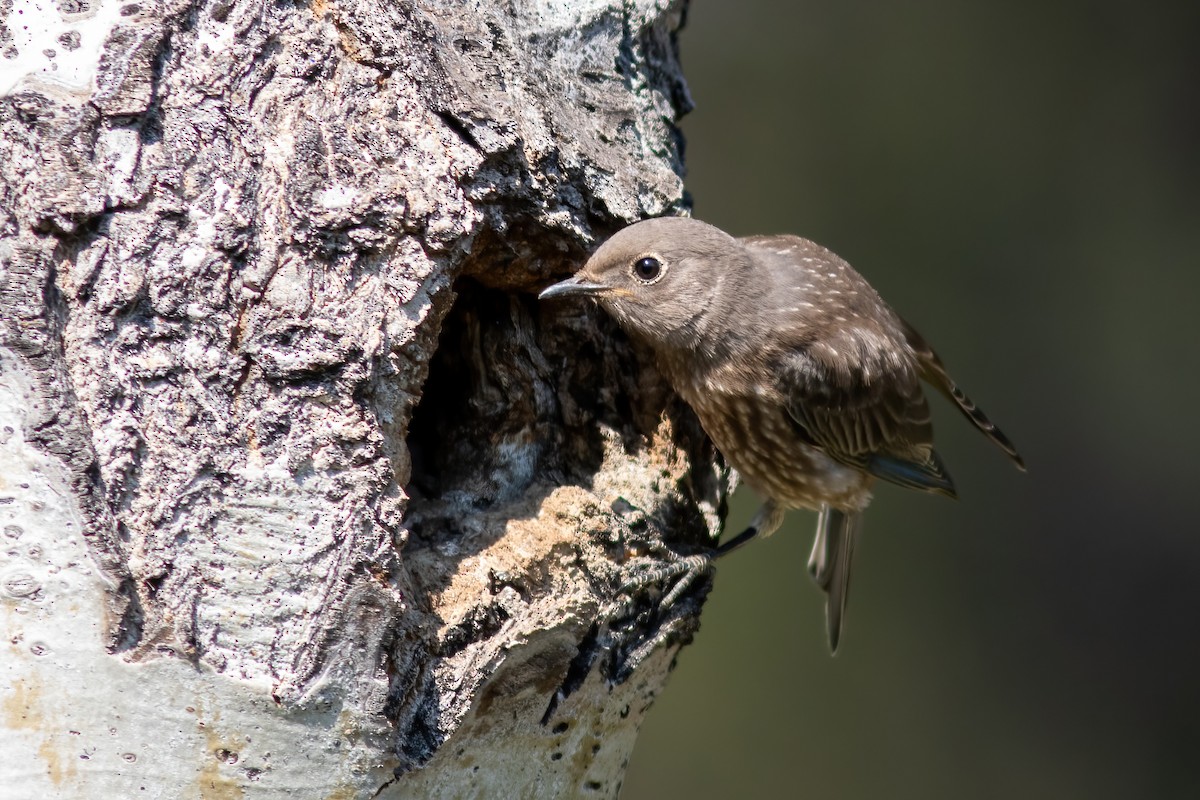 Western Bluebird - John C Sullivan