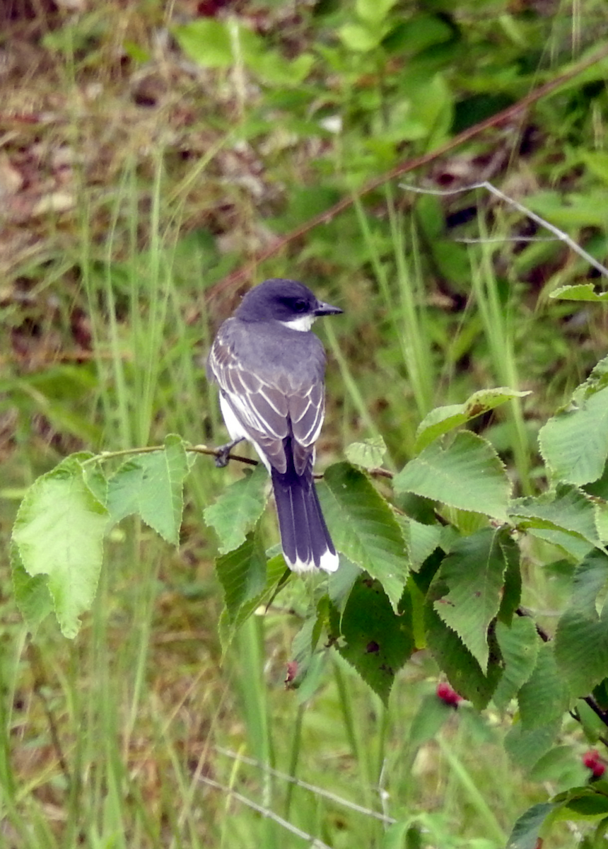 Eastern Kingbird - ML621713045