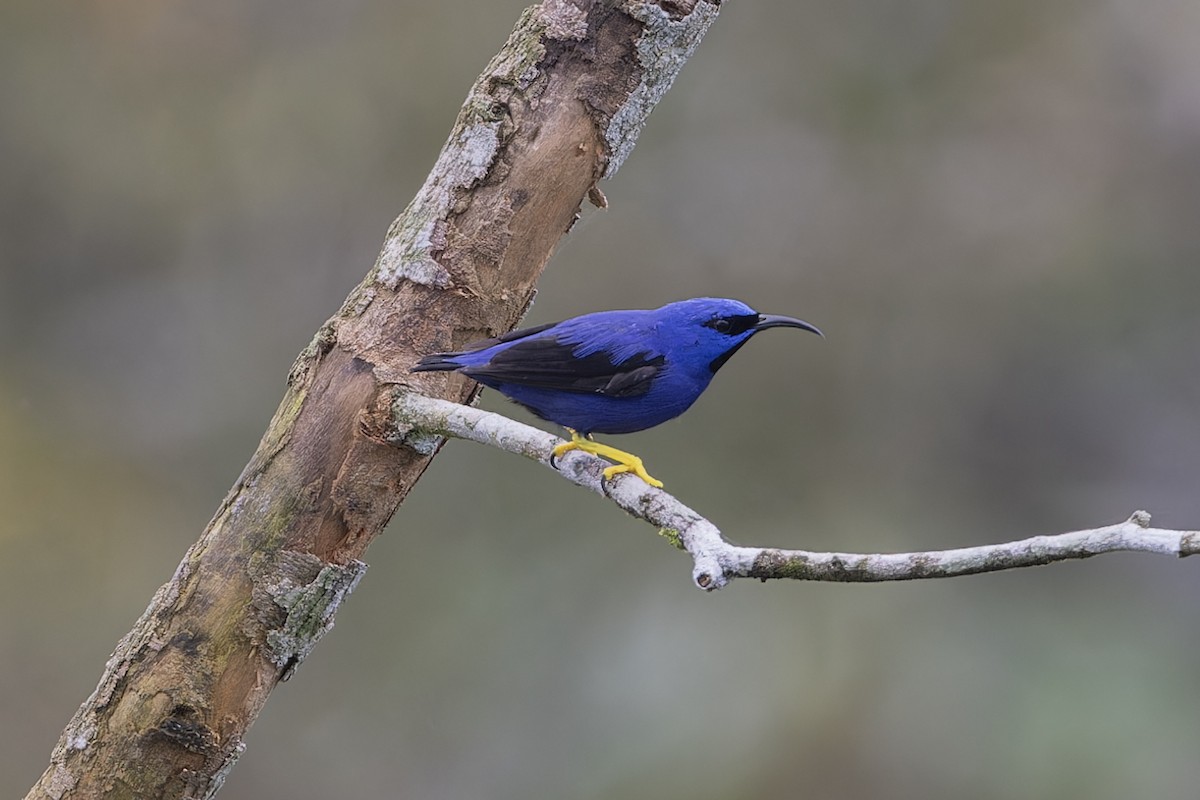 Purple Honeycreeper - ML621713116