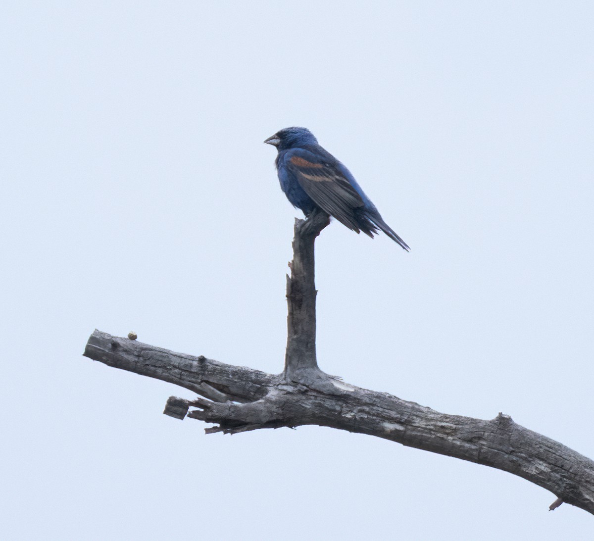 Blue Grosbeak - ML621713147