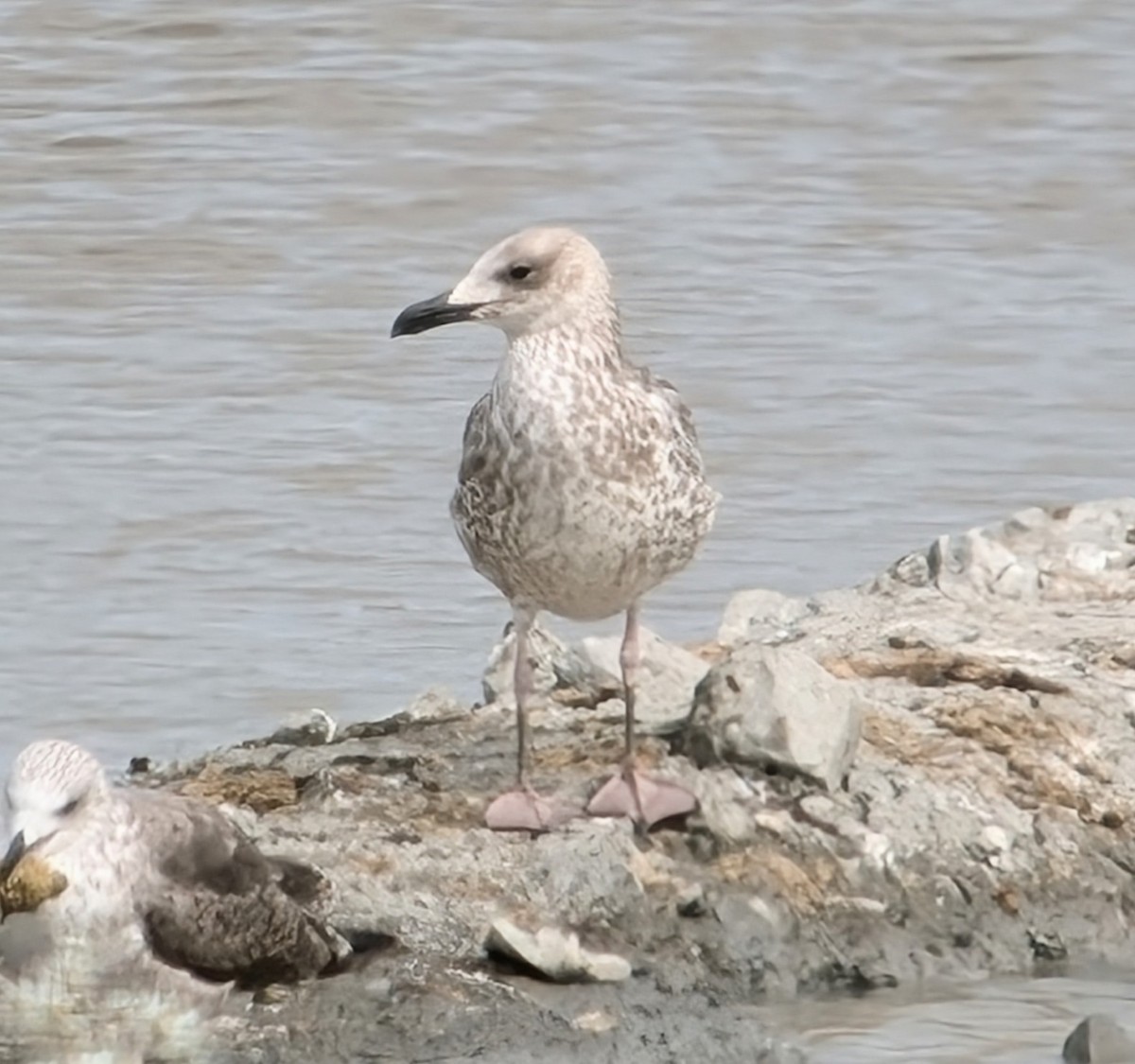 Gaviota del Caspio - ML621713167