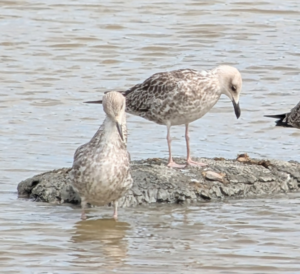 Gaviota del Caspio - ML621713168