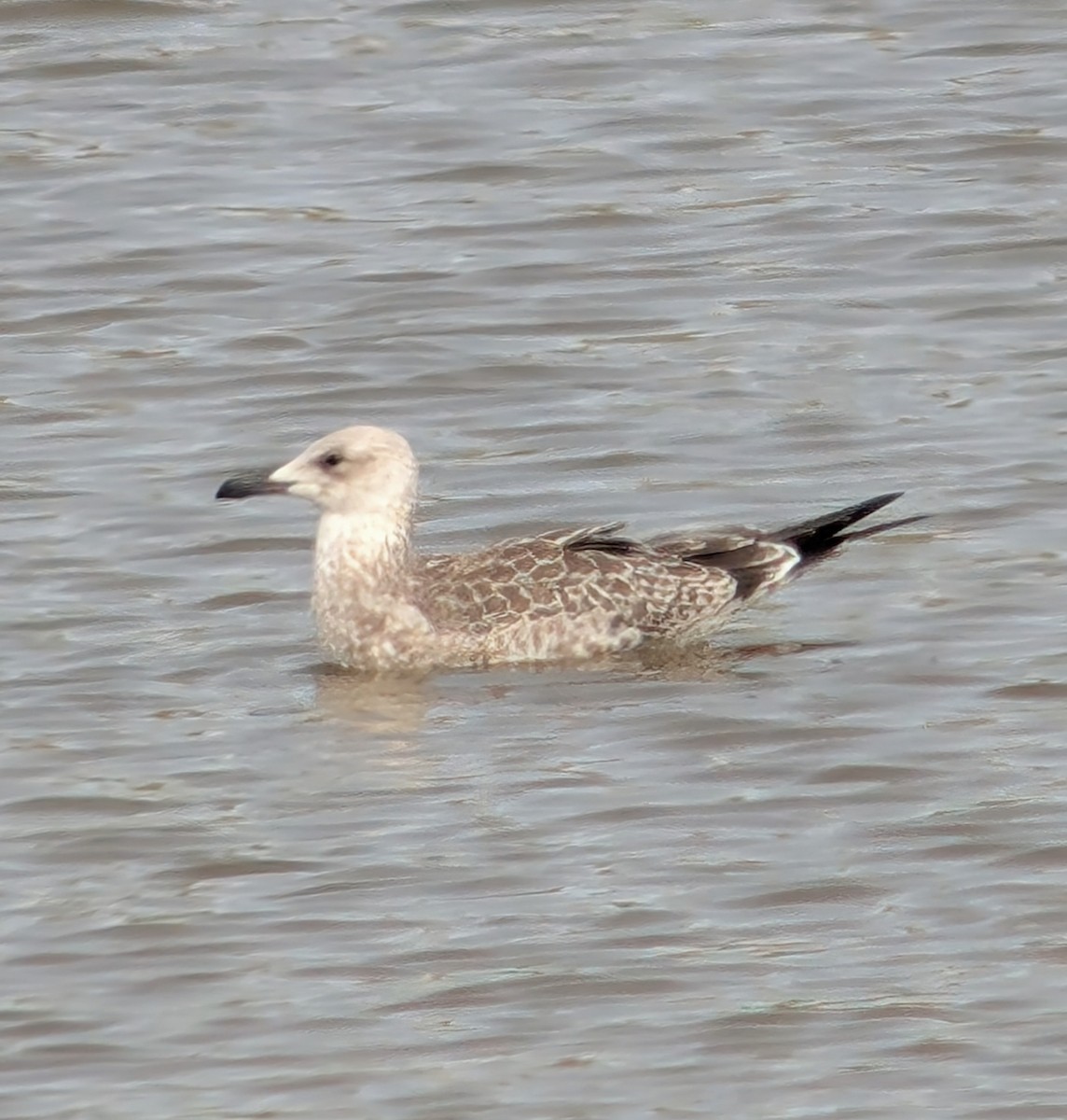 Gaviota del Caspio - ML621713169