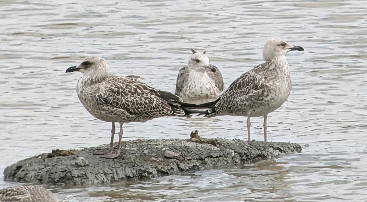 Gaviota del Caspio - ML621713170