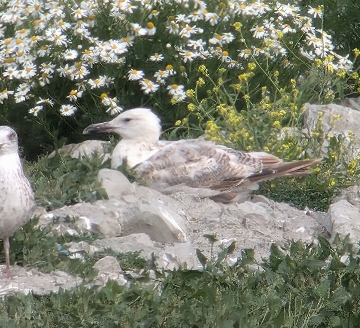 Caspian Gull - ML621713171