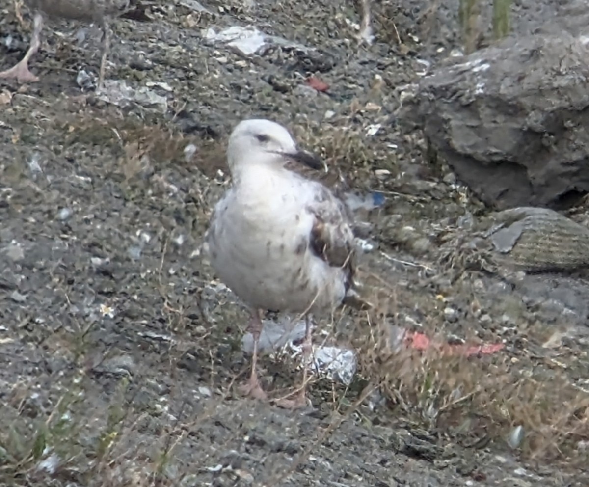 Caspian Gull - ML621713172