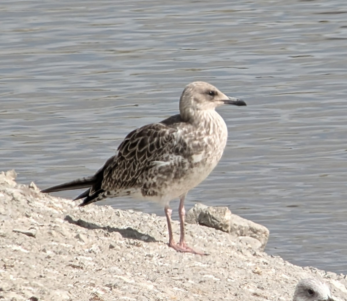 Gaviota del Caspio - ML621713173