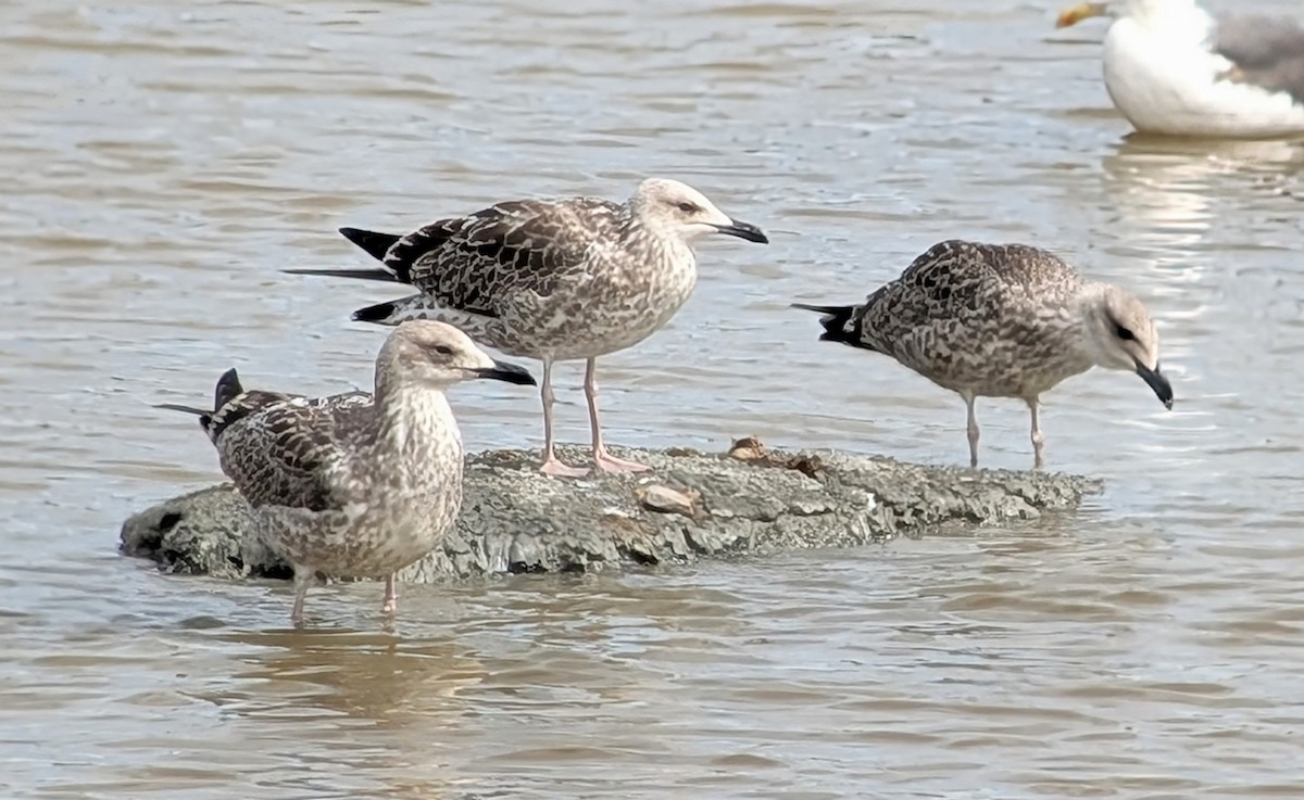 Gaviota del Caspio - ML621713174