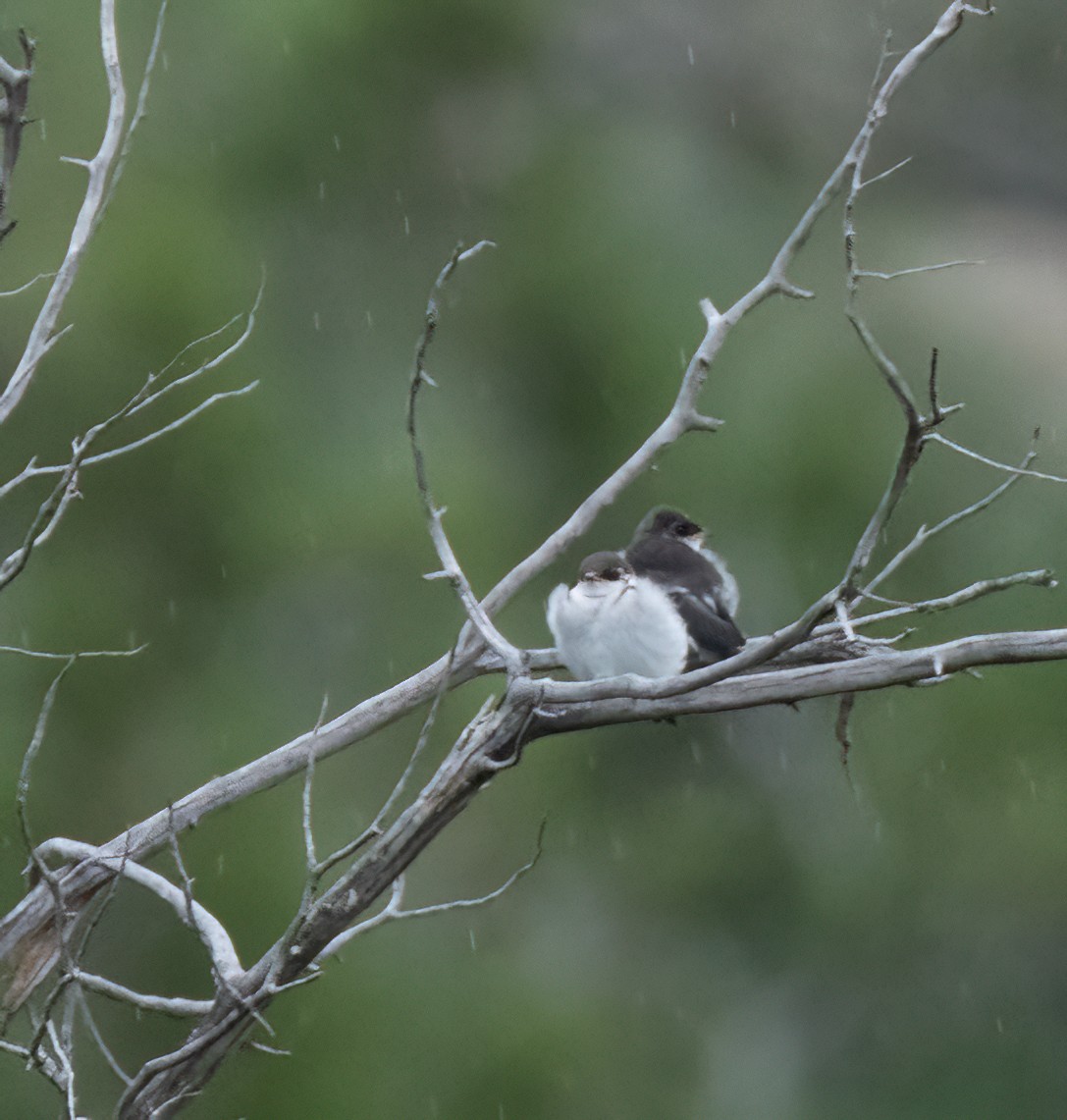 Violet-green Swallow - ML621713175