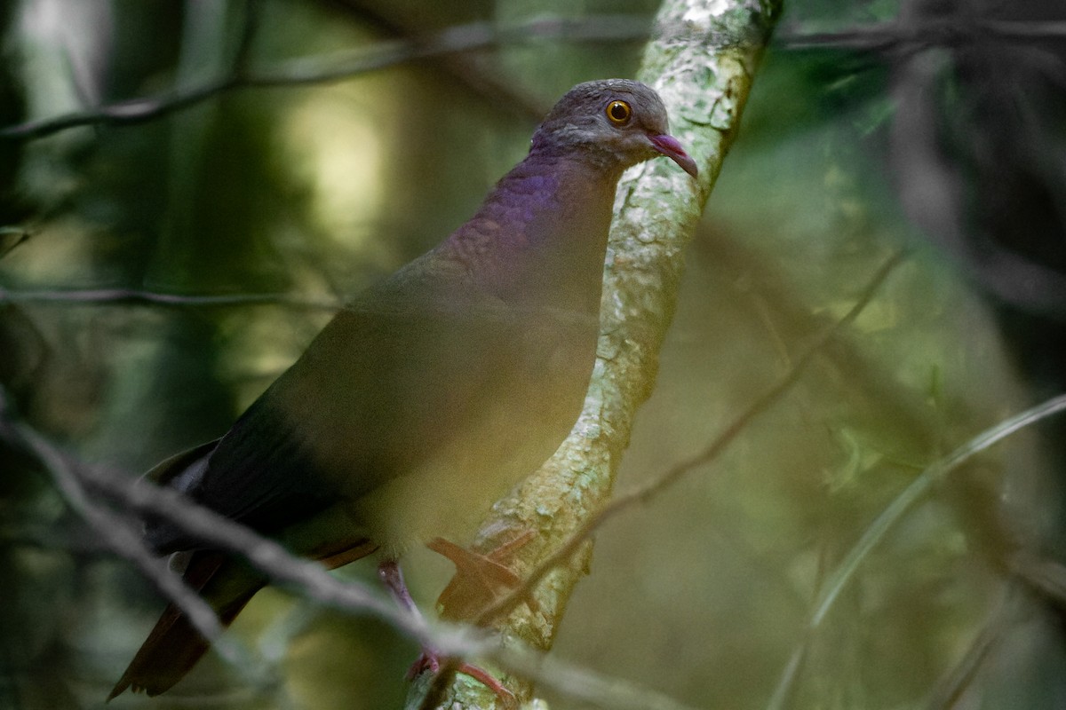 Violaceous Quail-Dove - ML621713251