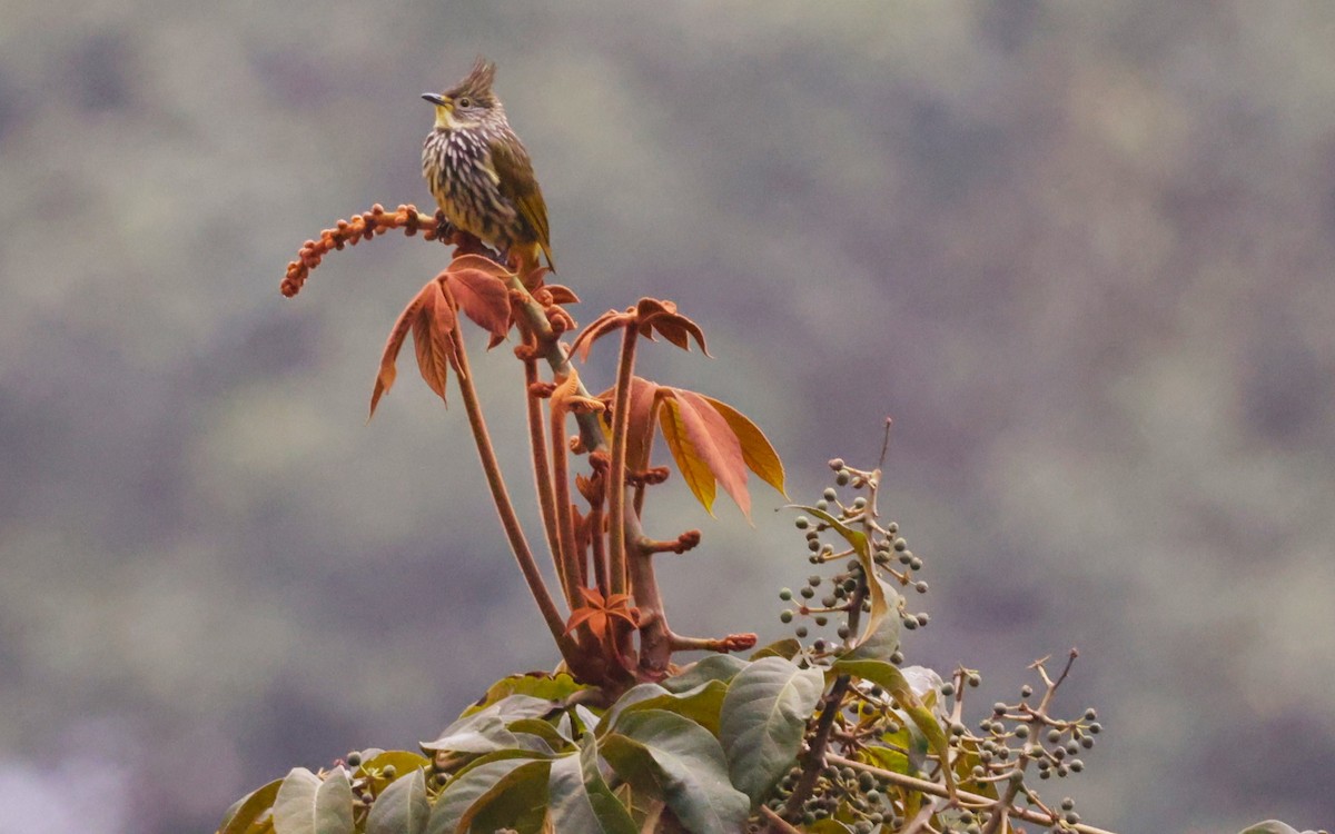 Striated Bulbul - ML621713336