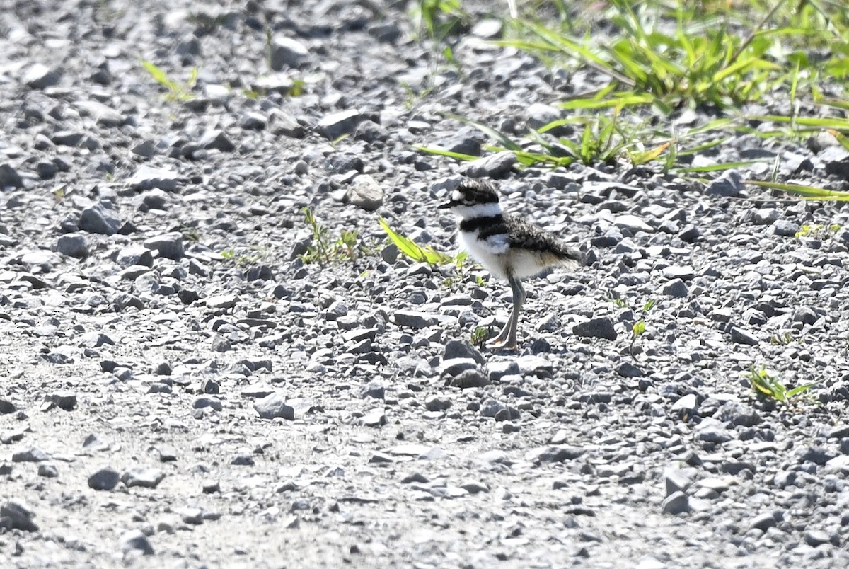 Killdeer - ML621713337