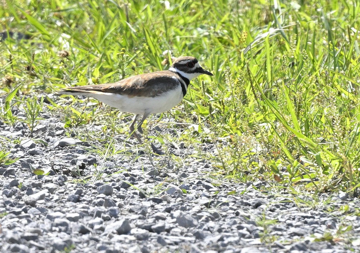 Killdeer - ML621713339