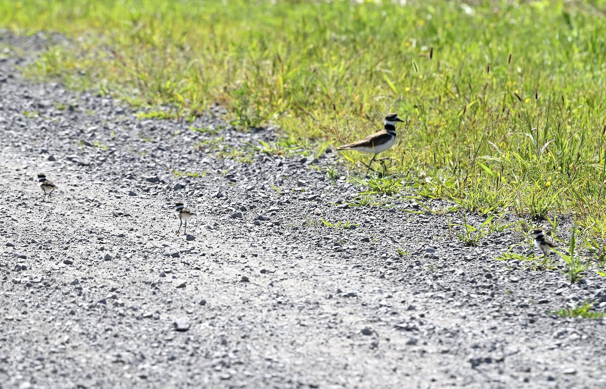 Killdeer - ML621713340