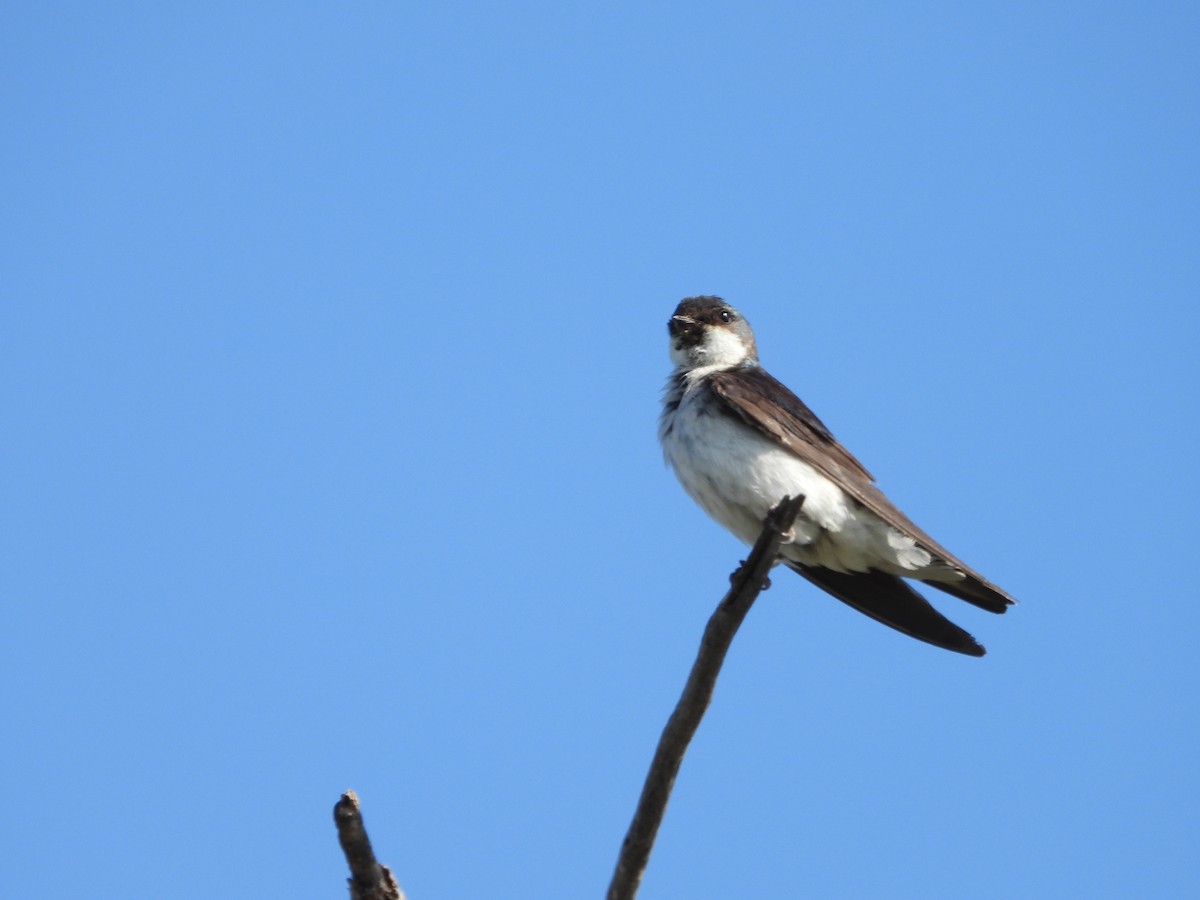 Tree Swallow - ML621713368