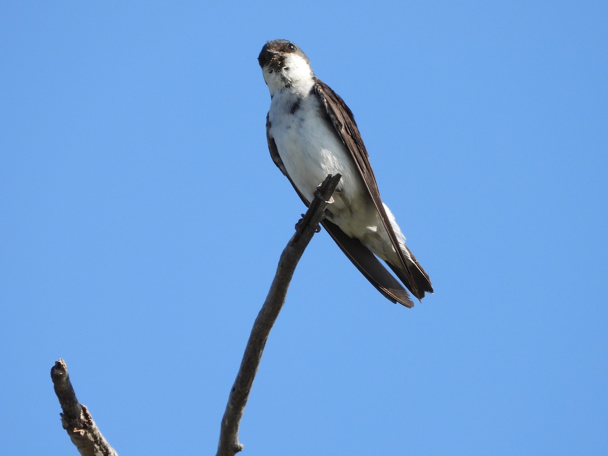 Tree Swallow - ML621713369