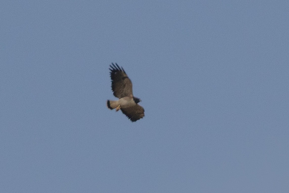 White-tailed Hawk - ML621713390