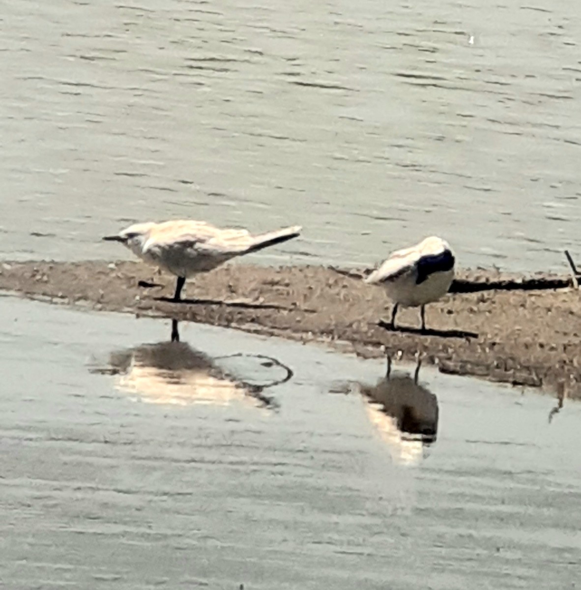 Gull-billed Tern - ML621713685
