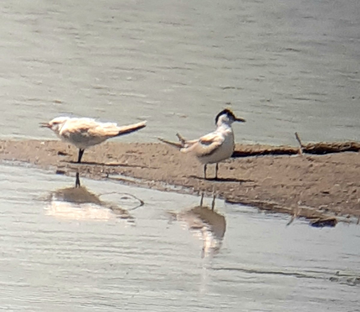 Gull-billed Tern - ML621713686