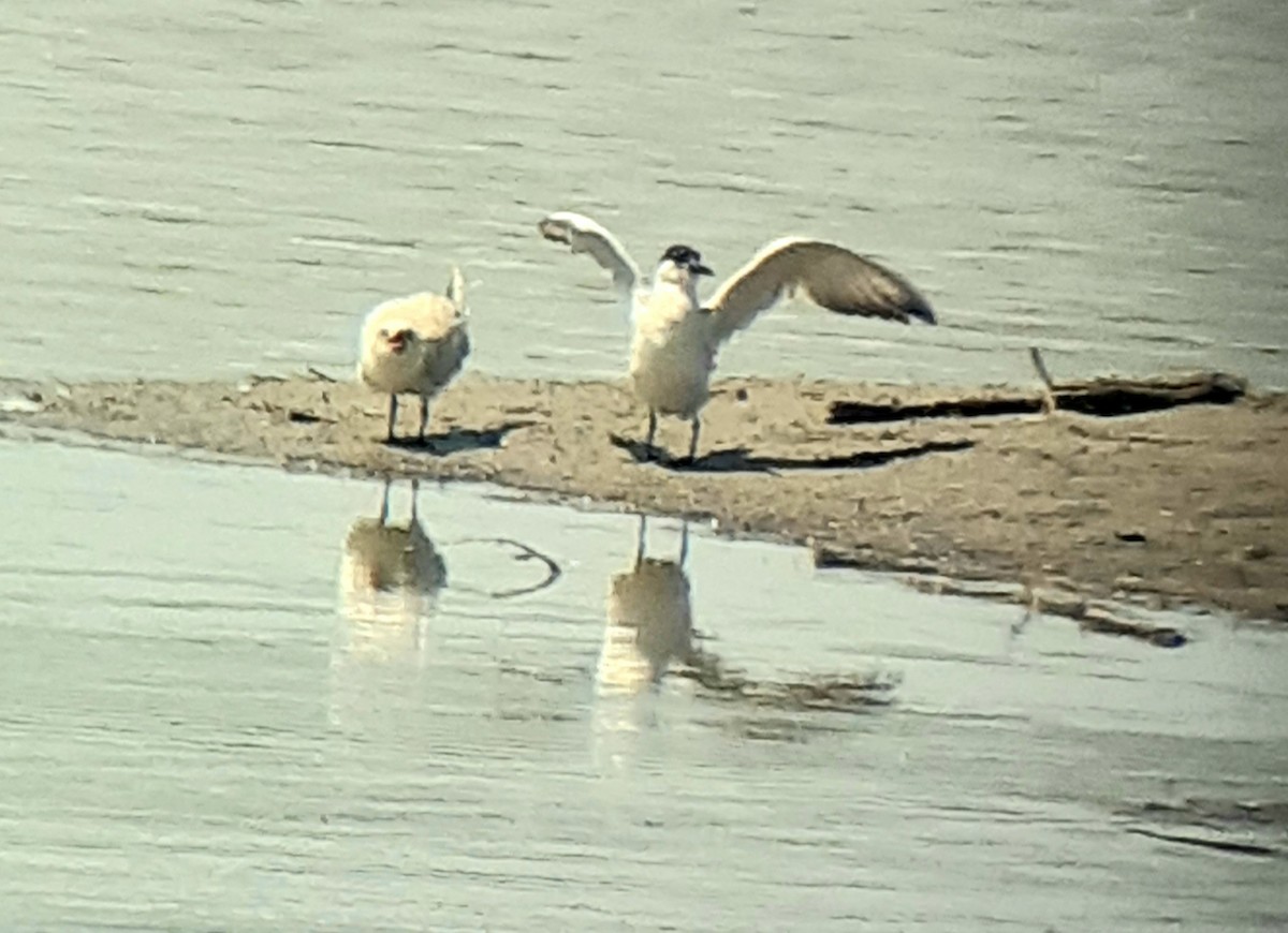 Gull-billed Tern - ML621713687